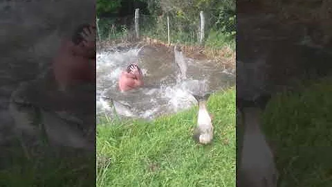 O quê carpa prateada come?