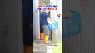 🚦푸바오 빅사이즈 얼음방석 씨에삼촌 #푸바오실시간 #푸바오근황 #판다월드 #에버랜드 #아이바오 #러바오 #루이바오 #후이바오 #강바오 #송바오 #푸바오쿨드락