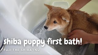 Bathing our Shiba puppy for the first time! | 柴犬小狗第一次洗澡！