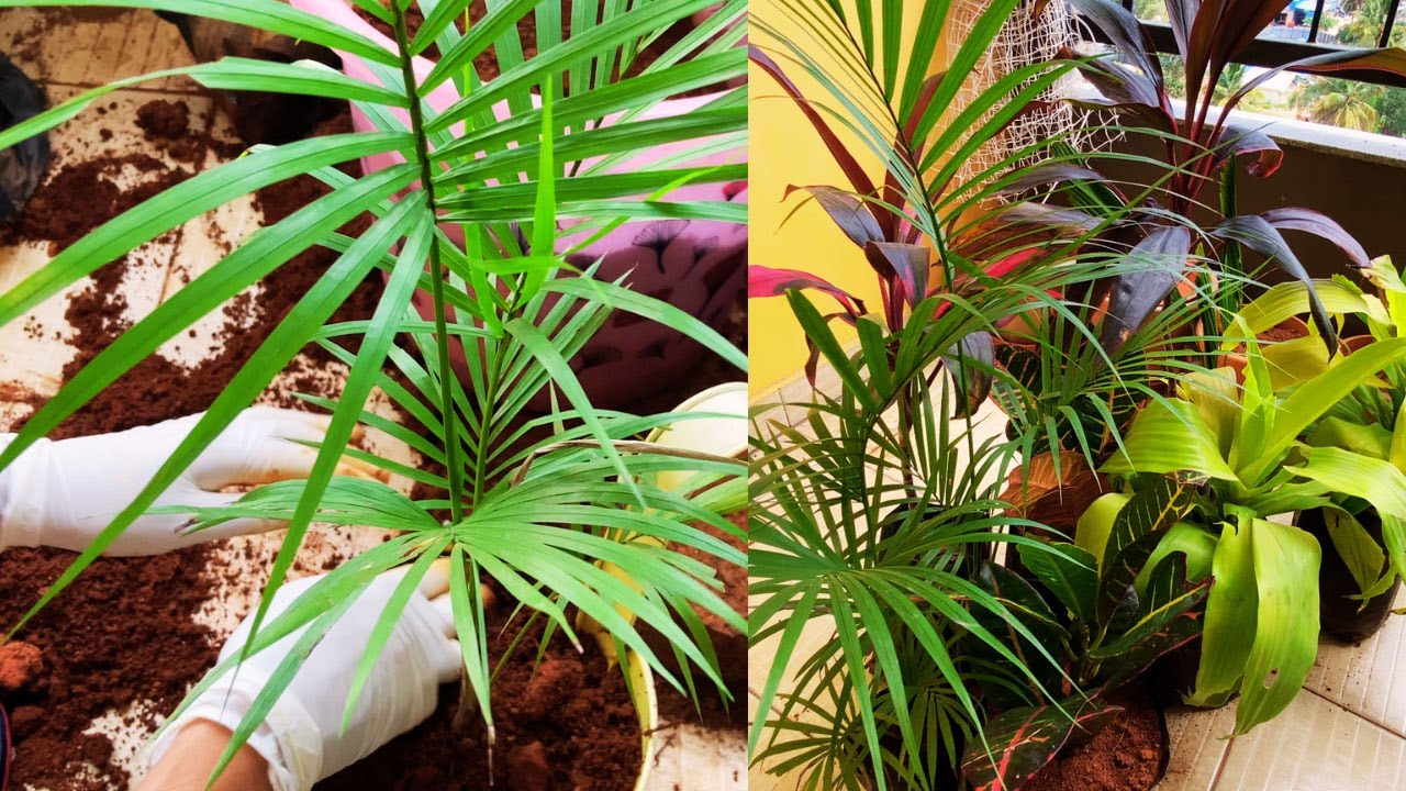 Indoor Plant Shopping Haul and Gardening Vlog😍 YouTube