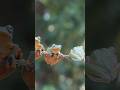 Frog with ambience forest sounds #frogs #wildlife #animals #nature #frog #forest #forestsounds