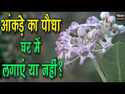 वीडियो: एक मानक पेड़ किस आकार का होता है?