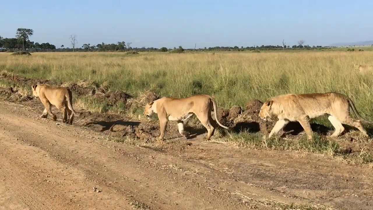 kenya safari youtube video