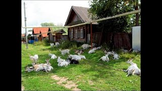 Деревня козанутых: Юные козоводы