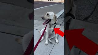 The $735 Per Week Dog Walking App
