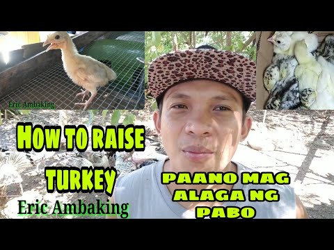 Video: Paano Panatilihin Ang Mga Turkeys