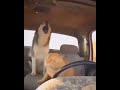 Cat driving a husky in a truck #shorts #ai #husky #cat #car #driving
