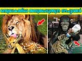 ജന്തുലോകത്തിലെ അത്ഭുതപ്പെടുത്തുന്ന സൗഹൃദങ്ങൾ | Amazing friendships in animal kingdom| MALAYALI CAFE
