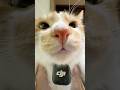 猫の鳴き声ASMR🐱✨DJI Mic 3でキャッチ！あなたはどの気持ち派？