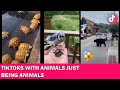 Animals just being animals | TikTok Compilation #1 | 2021