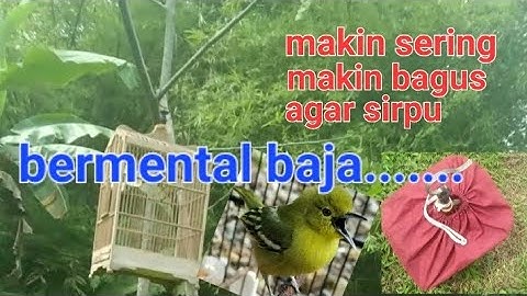 cara latih burung sirpu agar gacor dan bermental baja cara latih sirtu biar bermental dan dan gacor💯