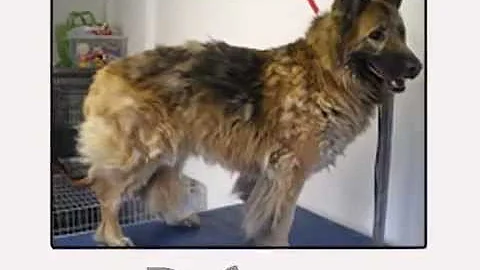 K9-Clip-And-shine.mp4