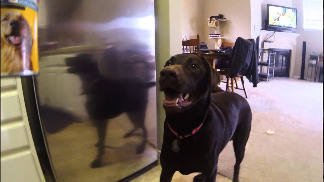 Possyum Dog Food New World Photos All