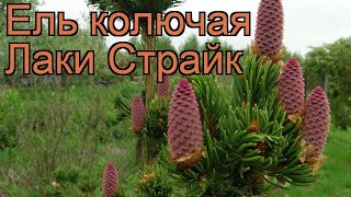 видео Ель сербская - сорта и виды этого растения