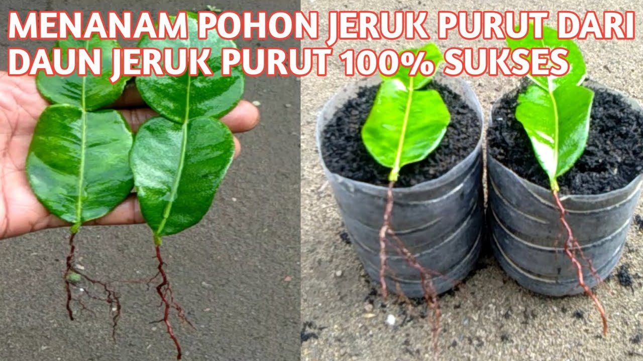 Cara Menanam Pohon Jeruk Purut Dari Daun Jeruk Purut 100 Sukses YouTube