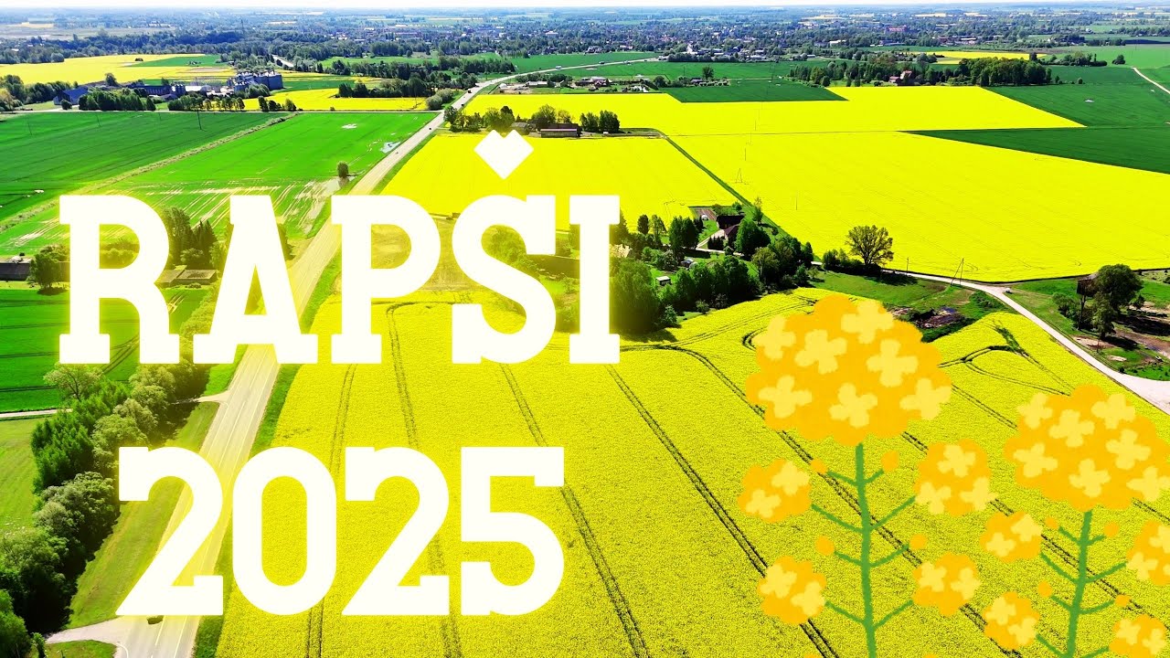Zelta lauki: Rapsis zied | Golden Fields: Rapeseed in Bloom - YouTube