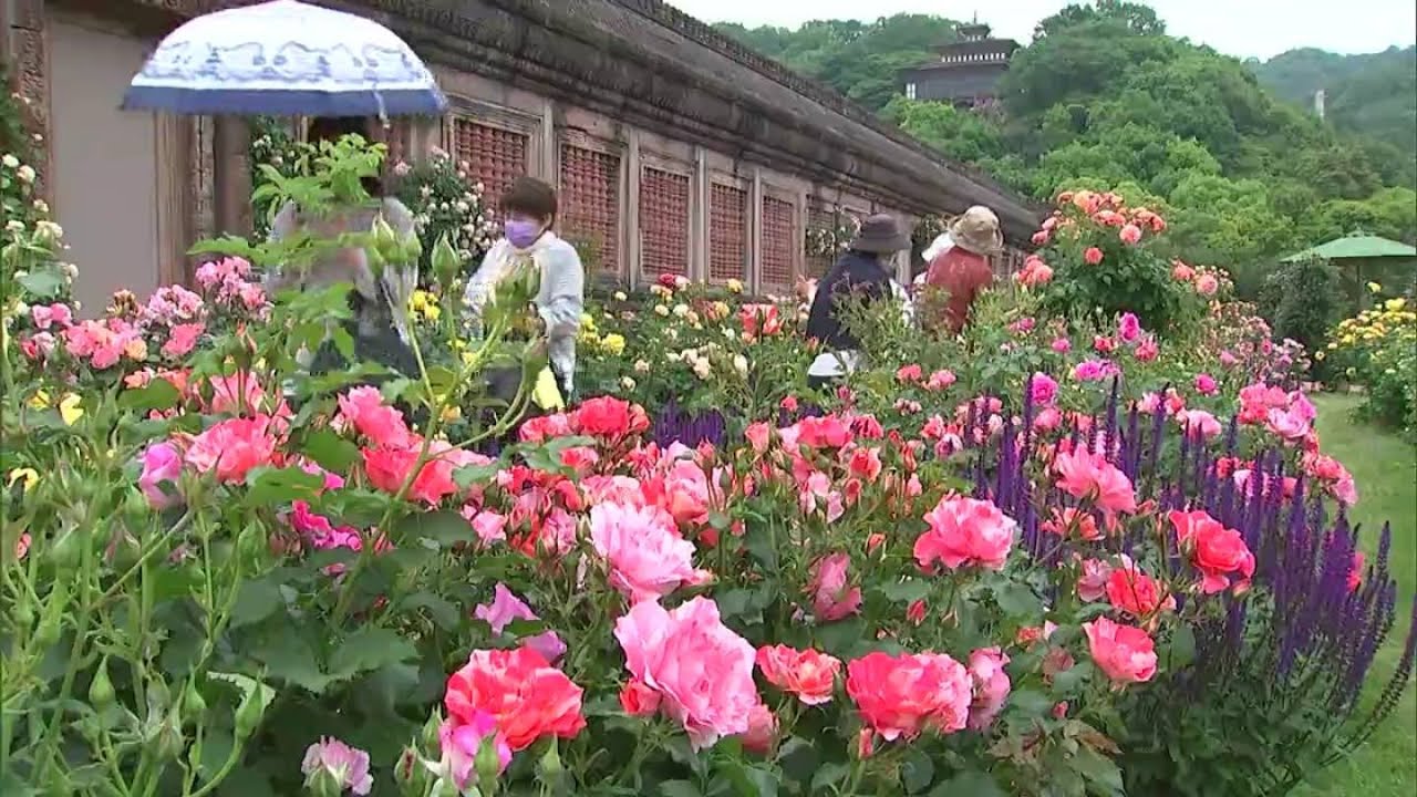 甘い香りにうっとり」レオマリゾート“春の大バラまつり” 400品種10万本