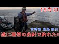クエ 宮崎県 鳥島 船付　理想の釣針で深夜粘りに粘ったら遂に釣れた！“Deep Night Fishing in Torishima: The Kue Finally Took the Bait”