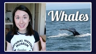 Whale Watching | PhD Life Break by Alex Dainis 3,885 views 5 years ago 5 minutes, 56 seconds