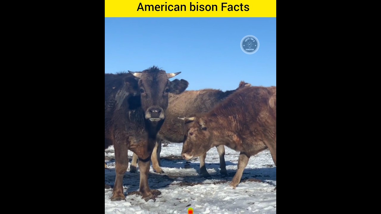 Amazing Facts about American Bison | Interesting Facts about American Bison | #shorts @RareFacts