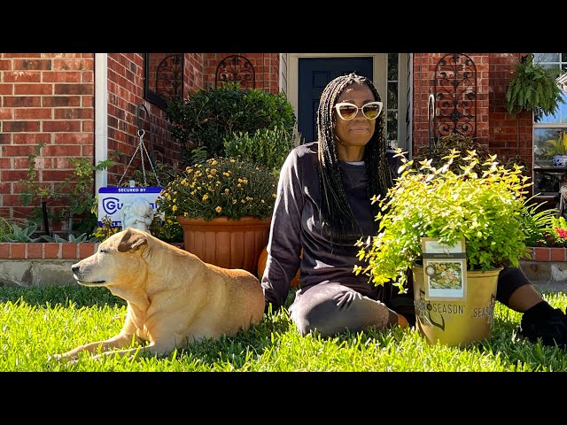 Container gardening with shrubs, pansies, cabbage and in ground Mums