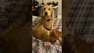 Dog 0 Cat 1