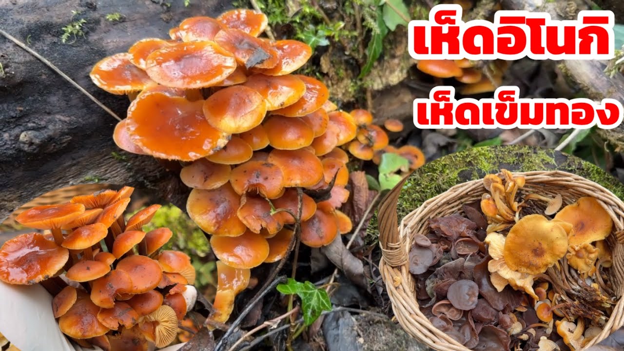 ป้าดๆเห็ดอิโนกิหรือเห็ดเข็มทองช่อใหญ่ๆสวยๆเห็ดหูหนูออกเยอะมากๆเก็บเห็ดในต่างแดน