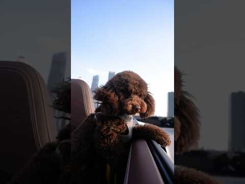 Видео: One dog story