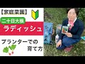 プランターでのラディッシュ（二十日大根）の育て方【家庭菜園】