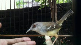 Kompilasi suara burung Ciblek gacor unik