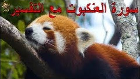 حصريا ولأول مرة سورة العنكبوت | احدث تلاوات من القران الكريم | الرحيم
