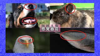 DVD「中学校理科DVD 5.2年 生物の体のつくりと働き」
