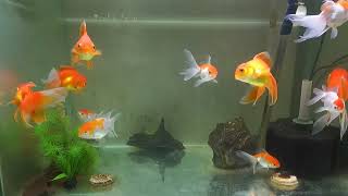 Gold Fish , fish,  daily fish video, ep 568 #fish