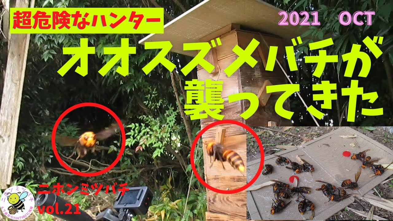 オオスズメバチ　粘着シートとハエたたきで　いざ勝負！