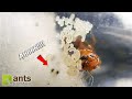 What I Found in My QUEEN FIRE ANT&#39;s Test Tube (Day 10)