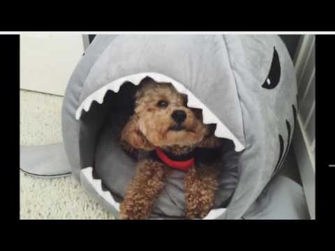 shark dog bed