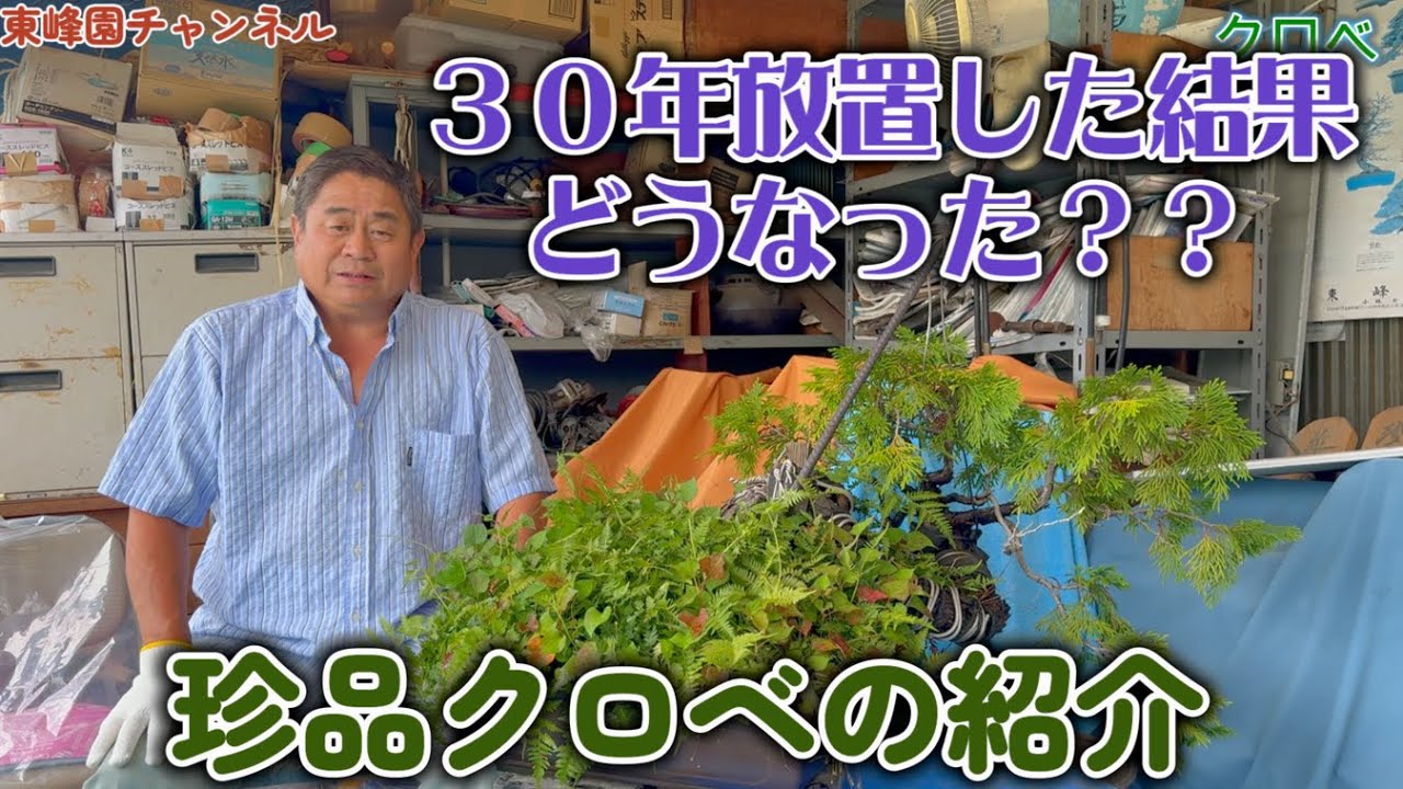 もつなべ　盆栽鉢　大型　斎田三峰　おまとめ The BONSAI栽培セット - 聖新陶芸株式会社｜栽培キットの企画・製造・販売