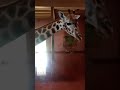 it doesn't fit in my house