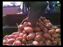 Potato Harvest 1990