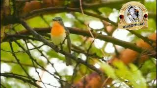 Tledekan Bakau Betina gacor di alam untuk terapi tledekan bakau jantan bahan agar cepat gacor