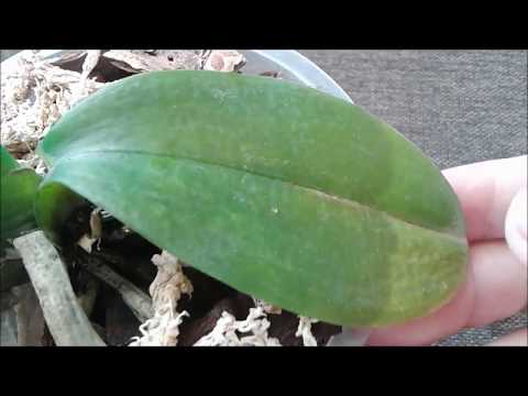 ორქიდეომანია # ორქიდეა - ფოთლების მექანიკური დაზიანებები