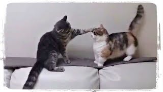 КОТ УСПОКАИВАЕТ КОШКУ(CAT CALMS DOWN THE KITTY), приколы с котами(funny cats) #447 КОТ УСПОКАИВАЕТ КОШКУ(CAT CALMS DOWN THE KITTY), приколы с котами(funny cats) #447
