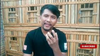 MENGENAL TENTANG AYAM PLUCKER DAN CIRI - CIRINYA