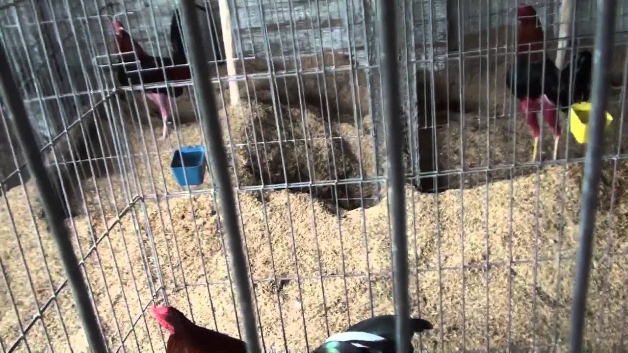 Gallos cubanos 2015 . la galleria