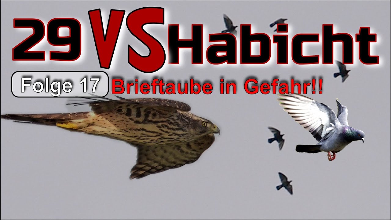 Habichts strategischer Jagdflug – Wird seine Taktik zum Erfolg? |HABICHT VS Brieftaube 