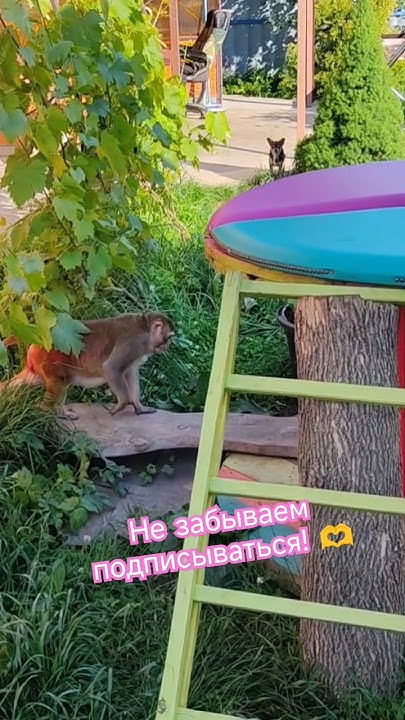 Маруся нашла помидор #резус #monkey #макаки #обезьянки - YouTube