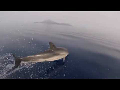 Αγέλη δελφινιών ανοιχτά της Ζακύνθου παίζει με τον φακό