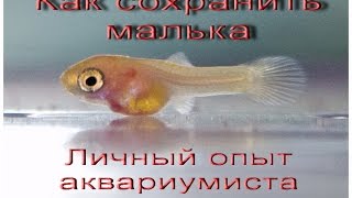 Как сохранить малька Как сохранить малька