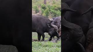 Buffalo Battle