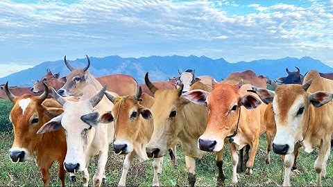 video hewan ternak sapi lembu - suara Sapi jinak memanggil kawanannya untuk pulang ke kandang.